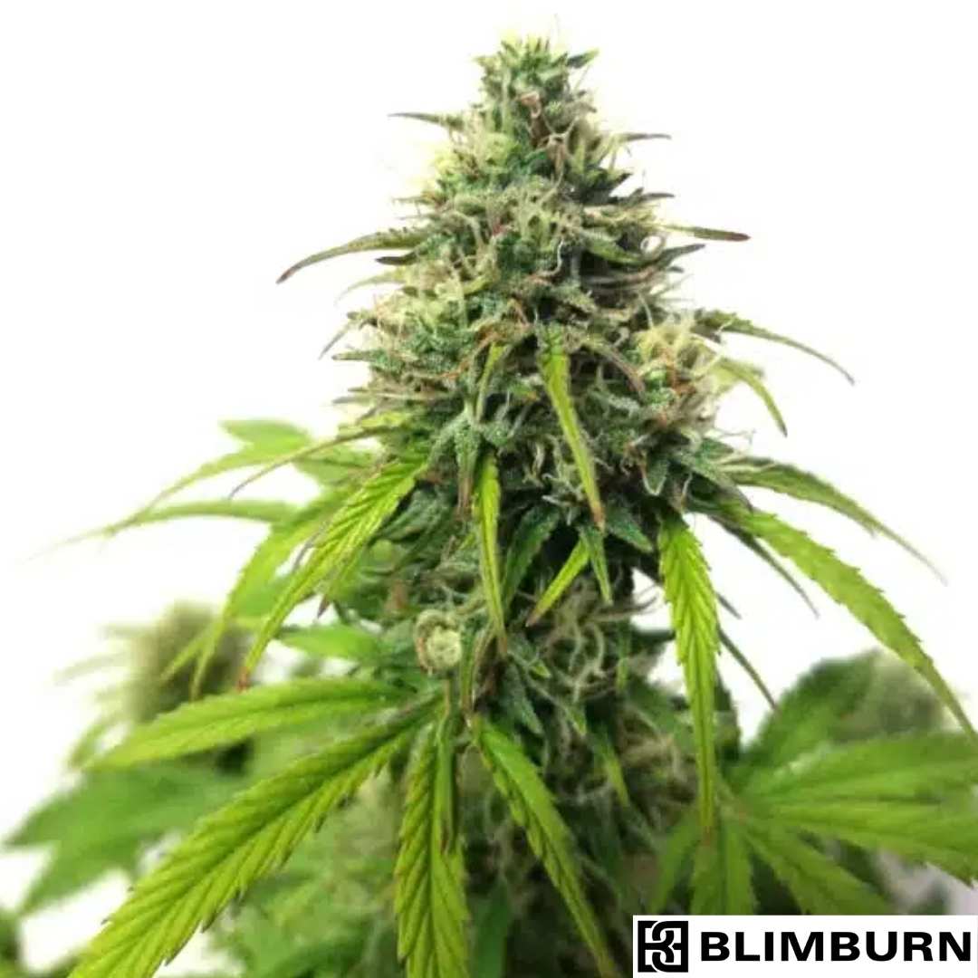 AK Auto mit dichter, harziger Hauptcola und hellgrünen Blättern in der Blütephase