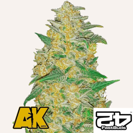 Dichte AK Auto Blüte mit leuchtend gelben Buds und grünen Zuckerblättern, überzogen mit dichten Harztrichomen.