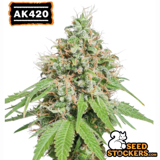 Kräftige AK420 Blüte mit harzigen Buds, orangefarbenen Fäden und dichten Trichomen
