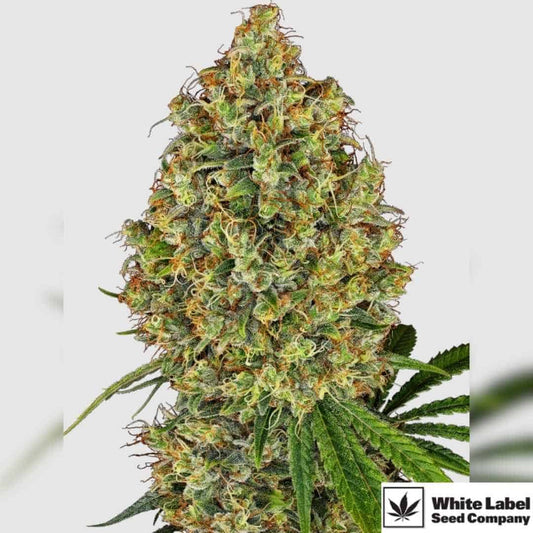 Dichte AK-420 Blüte mit harzigen Buds und orangefarbenen Blütenhaaren