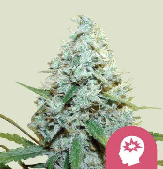 Harzige AMG Amnesia Mac Ganja Blüte mit dichten Trichomen und kräftigen grünen Zuckerblättern.