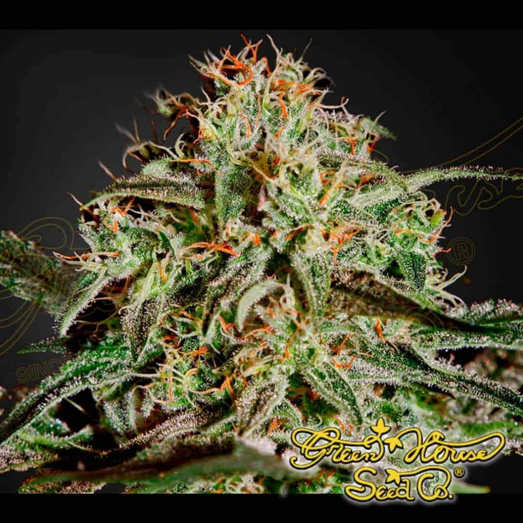 AMS Cannabisblüte mit dichten, harzigen Buds, vielen Trichomen und orangefarbenen Blütenfäden