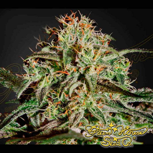 AMS Cannabisblüte mit dichten, harzigen Buds, vielen Trichomen und orangefarbenen Blütenfäden