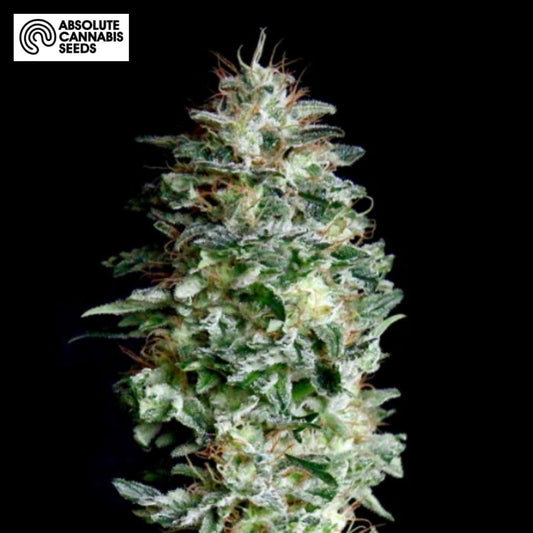 Absolute Herer Blüte mit dichten Harztrichomen und orangefarbenen Stempeln