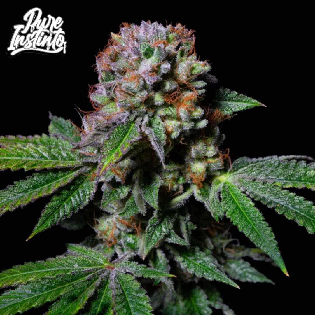 Harzige Aca-Dos Delight Cannabisblüte mit dichten Trichomen und orangefarbenen Pistillen an kompakter Budstruktur