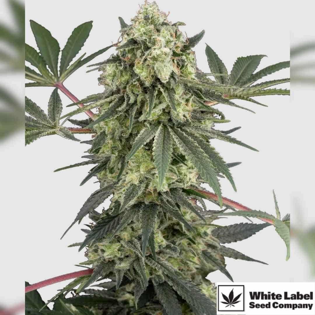 Acai Bacio Blüte mit dichten Harzknospen und kompaktem Wuchsprofil