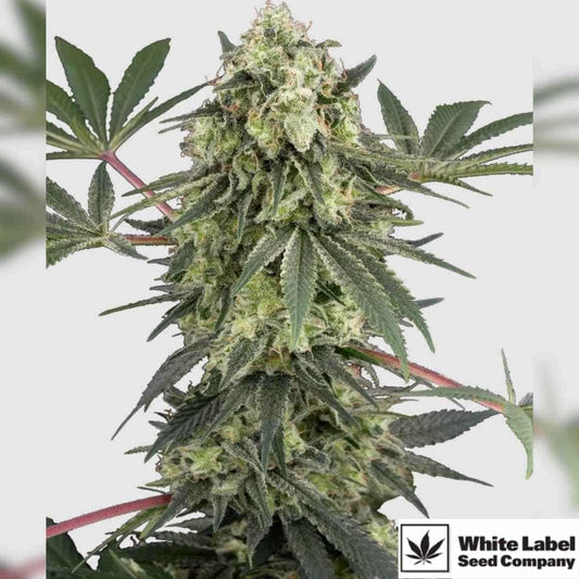 Acai Bacio Blüte mit dichten Harzknospen und kompaktem Wuchsprofil