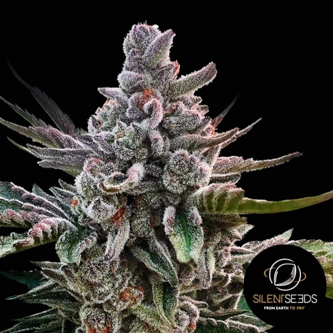 Dichte, lilafarbene Blüte der Sorte Açai Jelly by Sherbinskis mit Harztrichomen und orangefarbenen Blütenhaaren.