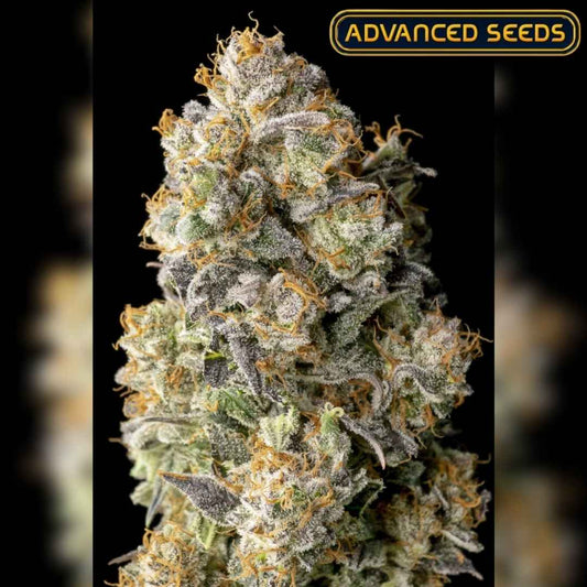 Dichtes Acai Mintz Bud mit dicker Harzschicht, leuchtend orangefarbenen Härchen und violettgrünen Blütenblättern.