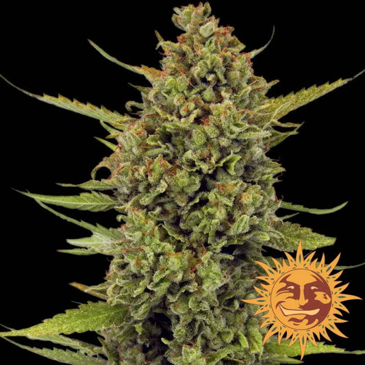 Acapulco Gold Cannabisblüte mit dichten Buds, orangenen Härchen und kristallartiger Harzschicht