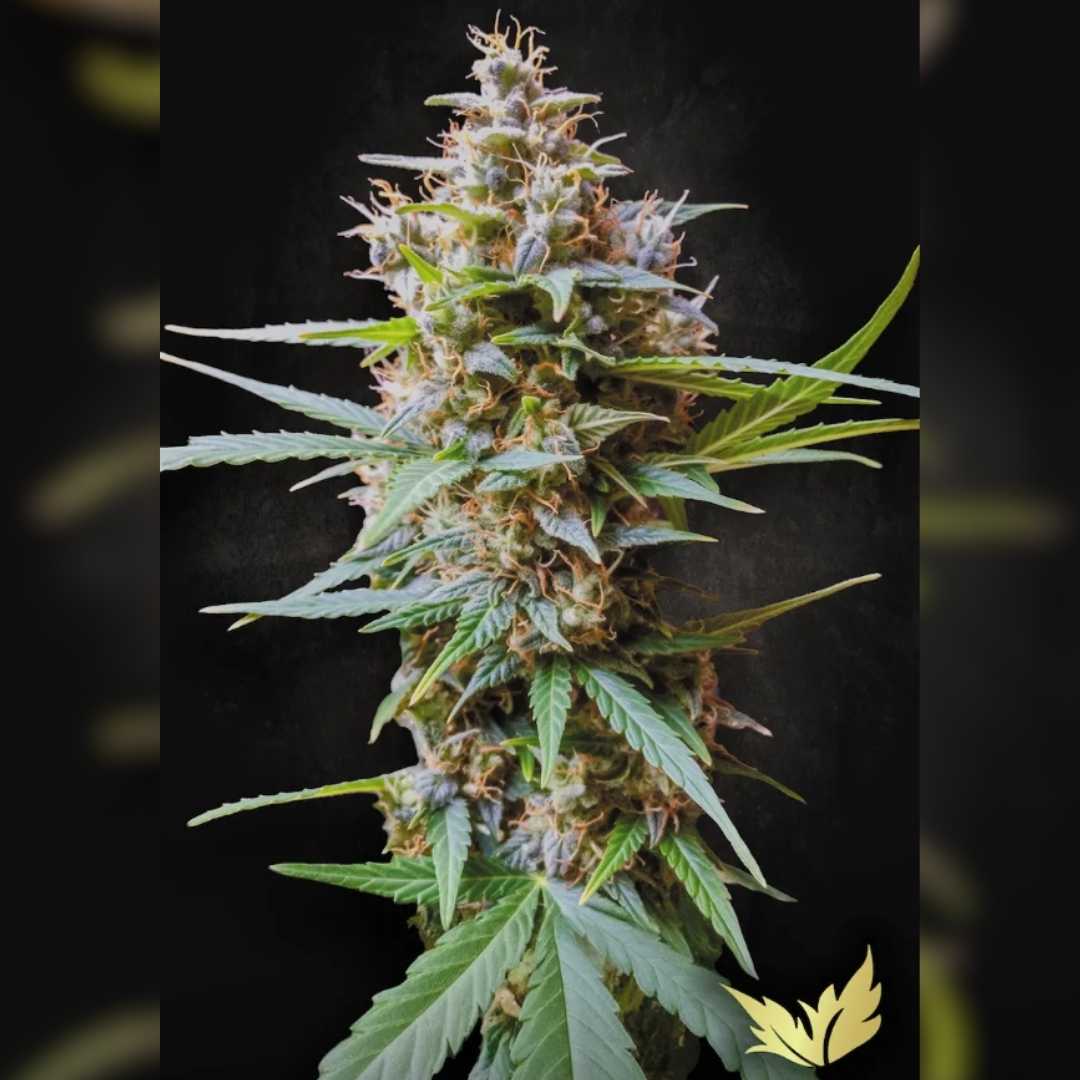 Dicht bewachsene Acid Auto Blüte mit orangefarbenen Härchen und harzigen Trichomen.