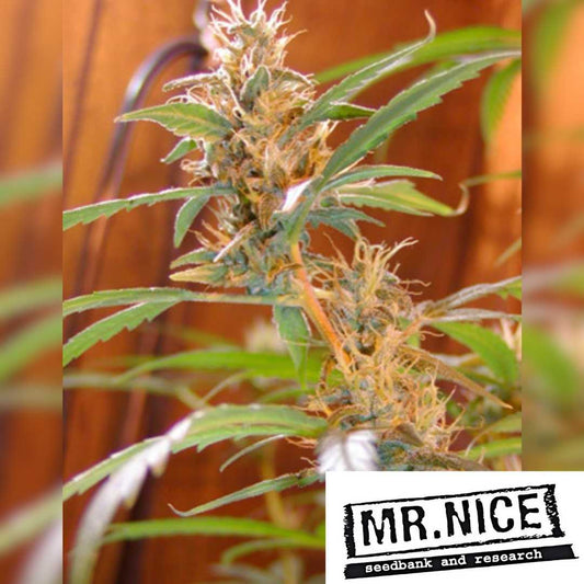 Afghan Haze Pflanze mit harzigen Blüten und orangefarbenen Härchen in der Blütephase