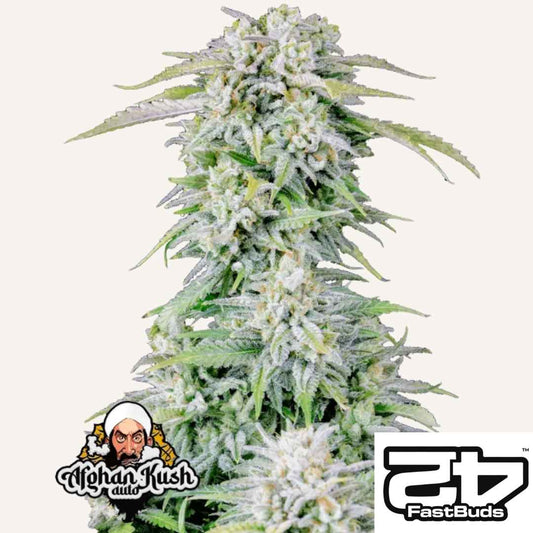 Afghan Kush Auto Pflanze mit dichten harzigen Buds und üppigen grünen Blättern voller Trichome