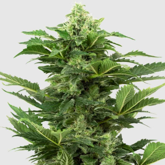 Afghan Pearl CBD Pflanze mit dichten, harzigen Blüten und kräftig grünen, gezackten Blättern
