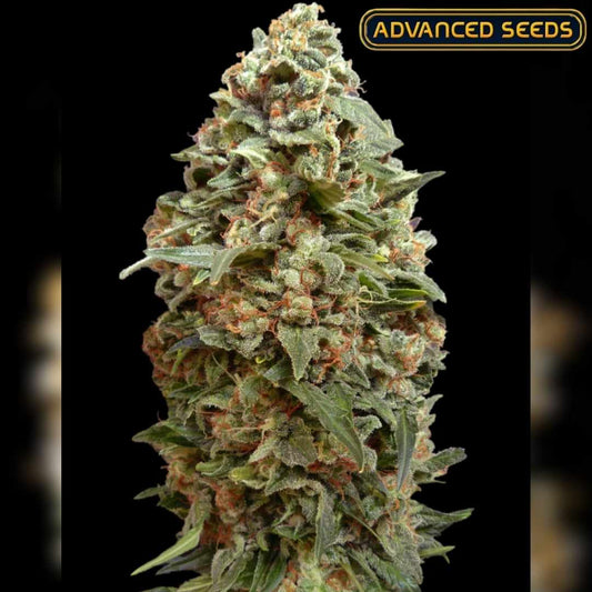 Dichte Afghan Skunk Blüte mit vielen Harztrichomen und orangefarbenen Blütenhaaren