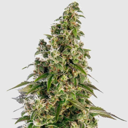 Afghani #1 Knospe mit dichten Harztrichomen und orangefarbenen Blütenstempeln