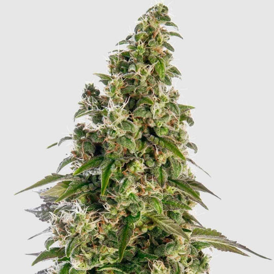 Afghani #1 Knospe mit dichten Harztrichomen und orangefarbenen Blütenstempeln