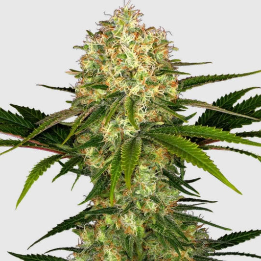 Harzige Afghani #1 Blüte mit dichten, orangefarbenen Blütenhaaren und kompaktem Wuchs