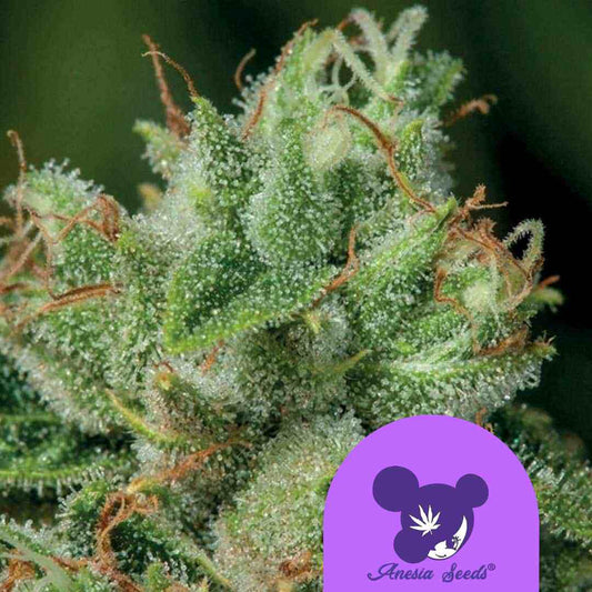 Afghanica Blüte mit dichten Harztrichomen und orangefarbenen Blütenhaaren in Nahaufnahme