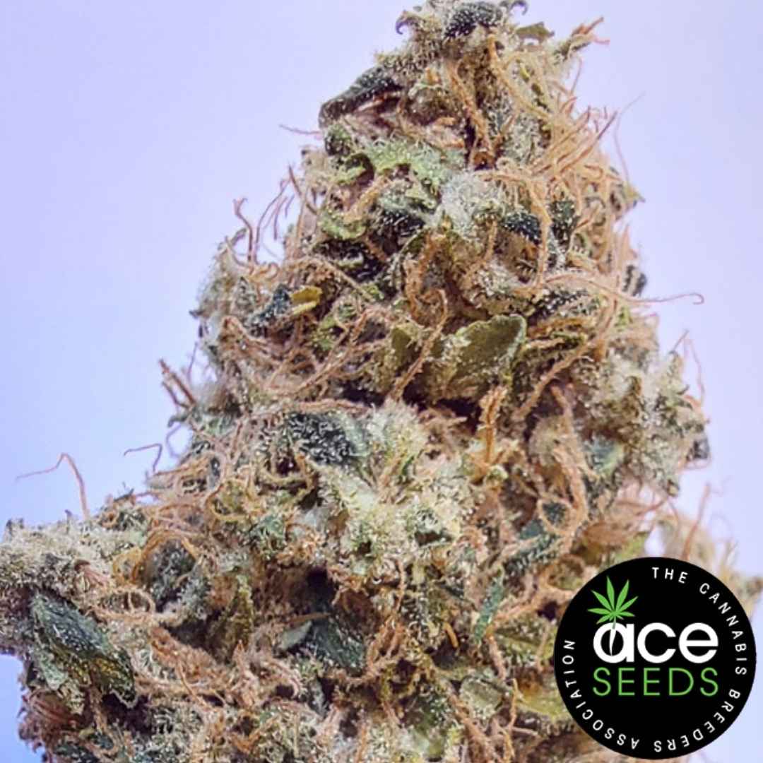 Harzige African Gas Blüte mit dichten Trichomen und orangefarbenen Blütenfäden