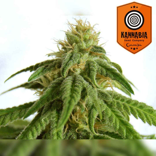 Afrodite Cannabisblüte mit dichten Harztrichomen und orangen Blütenfäden
