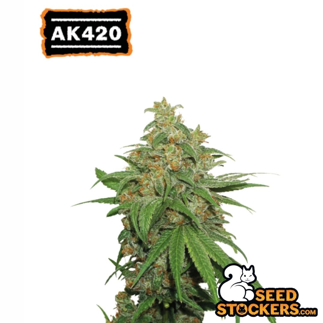 Reife Auto AK420 Cannabispflanze mit kompakten Buds, harzigen Blüten und typischen sativadominierten Blättern