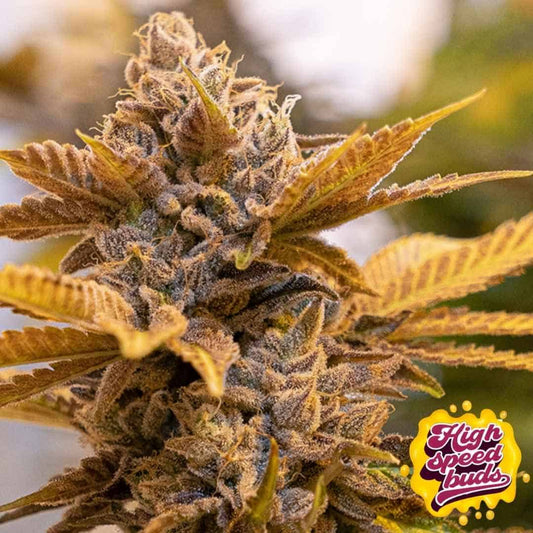 Alien Candy Kush Fast (High Speed Buds)