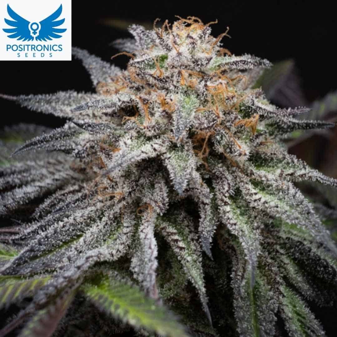 Harzige Alien Cookies Fast Blüte mit dichten Buds und vielen Trichomen