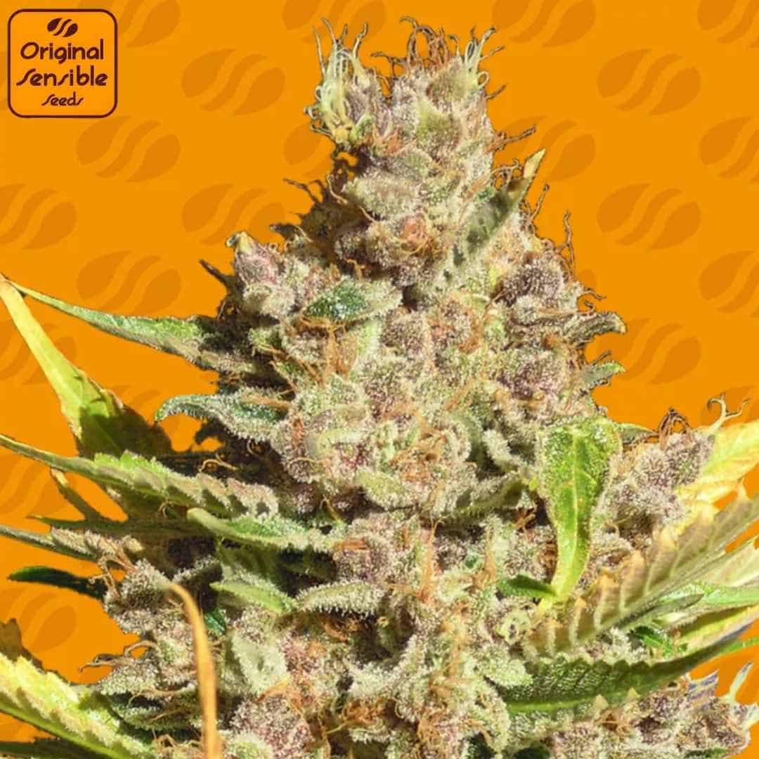 Alien Gorilla Cannabisblüte mit dichten, harzigen Buds, grünen Blättern und orangefarbenen Pistillen