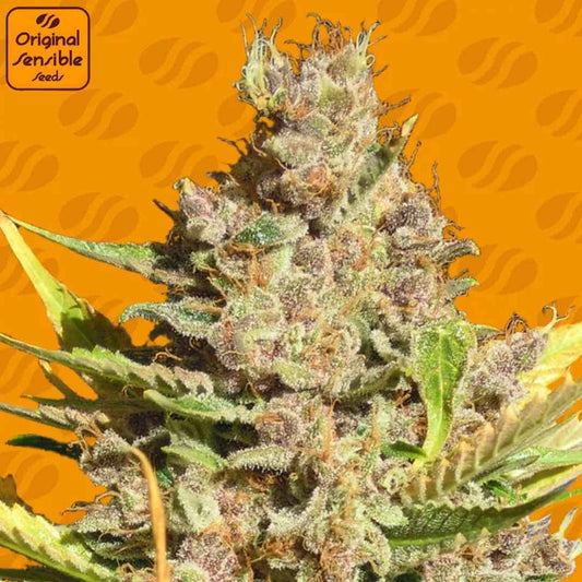 Alien Gorilla Cannabisblüte mit dichten, harzigen Buds, grünen Blättern und orangefarbenen Pistillen