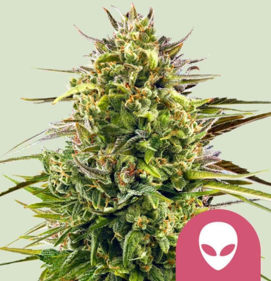Kompakte, harzige Alien OG Blüte mit dichten Trichomen und orangefarbenen Narben