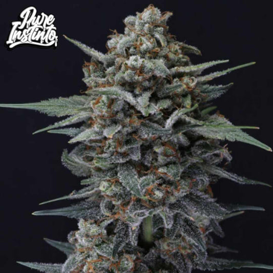 Alien Snack Auto kompakte Cannabisblüte mit dichter Harzschicht, orangefarbenen Härchen und starkem Trichombesatz