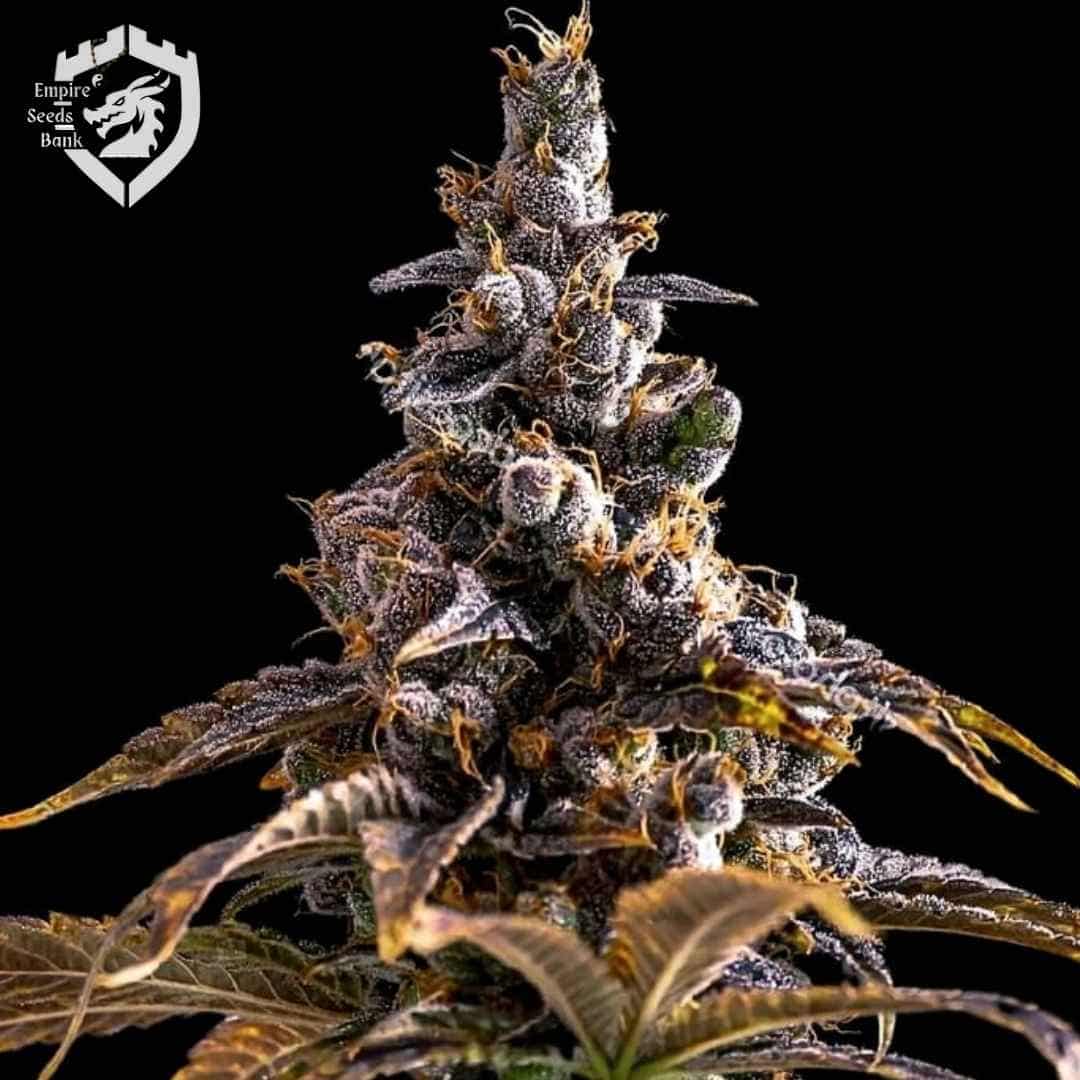 Alien Technology x DoSiDos Blüte mit dunklen Zuckerblättern, Harzschicht und orangefarbenen Härchen