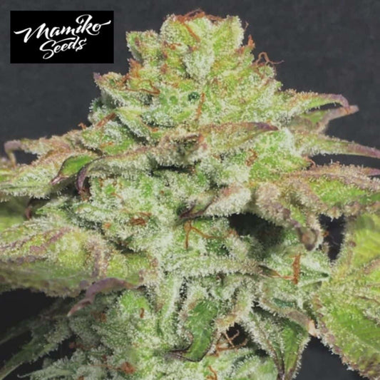 Alien Wedding Cookies Blüte mit dichten Trichomen, grünen Zuckerblättern und orangefarbenen Härchen