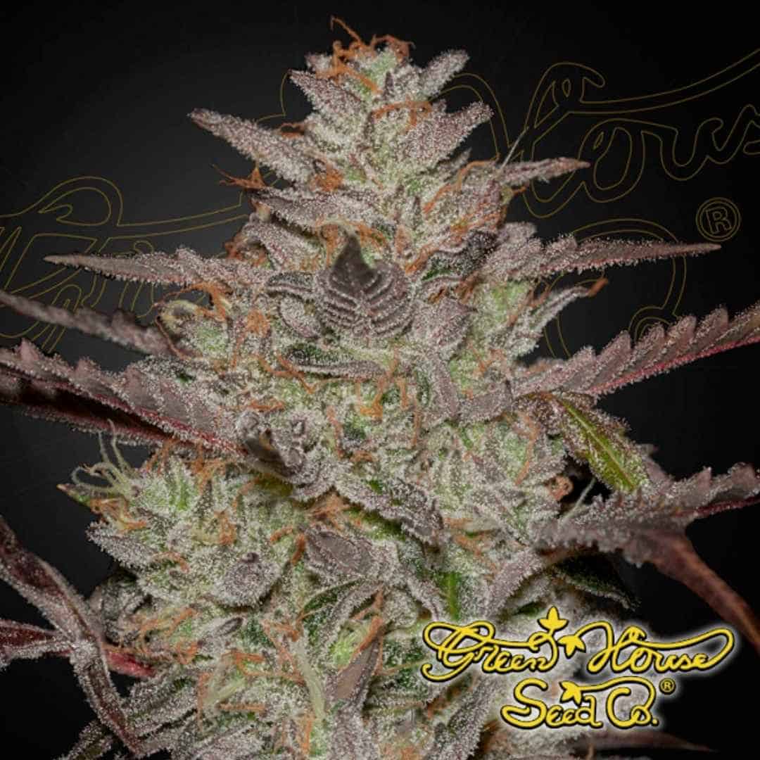 Harzige AlienZ Auto Blüte mit dichten Buds, vielen Trichomen und orangefarbenen Stempeln in der späten Blütephase