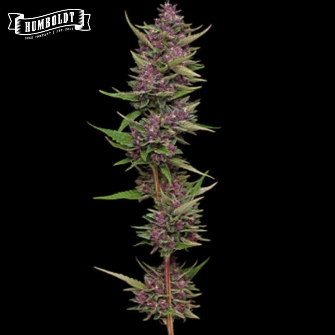 All Gas OG Blüte mit violetten Buds und schmalen grünen Blättern