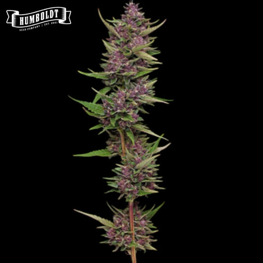 All Gas OG Blüte mit violetten Buds und schmalen grünen Blättern