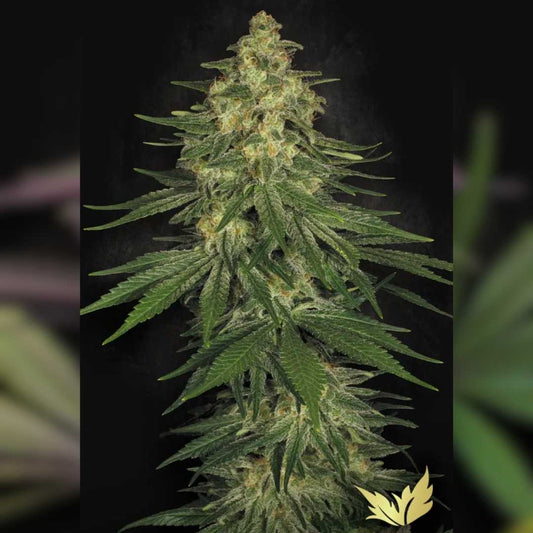 Dichte Allkush Cannabispflanze mit harzigen Blüten und kräftig grünen Blättern