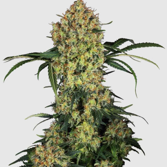Aloha OG Cannabispflanze mit großen, dichten Buds und leuchtenden Trichomen.