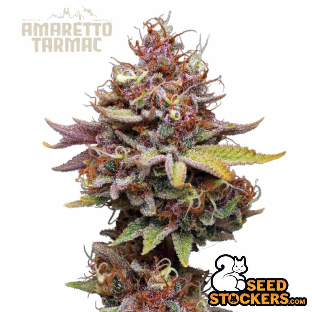 Farbintensive Amaretto Tarmac Blüte mit dichten Harzschichten und violett-grünen Sugar Leaves