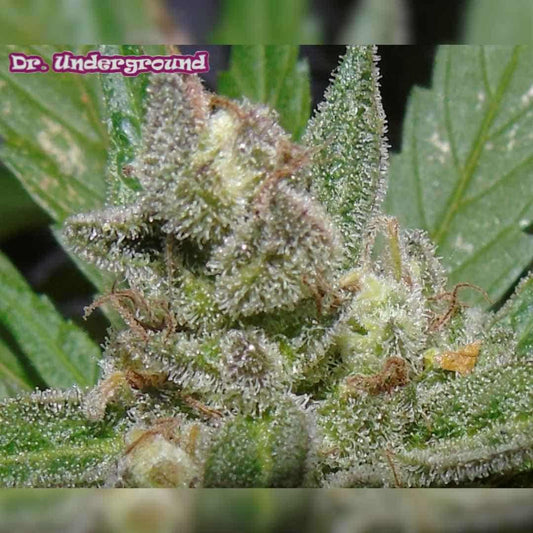 American Beauty Cannabisblüte mit dichten, harzigen Buds und sichtbaren Trichomen