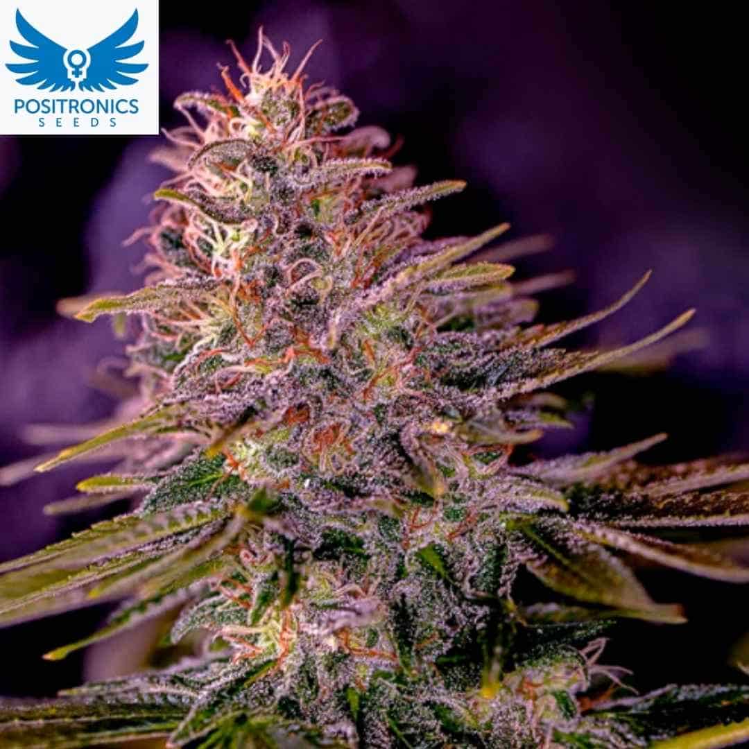 American Purple Cannabisblüte mit dichten harzigen Buds und orangefarbenen Stempeln, starke Trichombildung bei feminisierten Cannabissamen