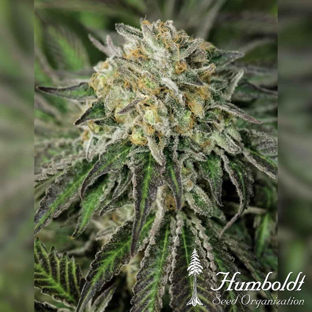 Amherst Sour Diesel Blüte mit dichten Harzschichten und orangefarbenen Blütenhärchen