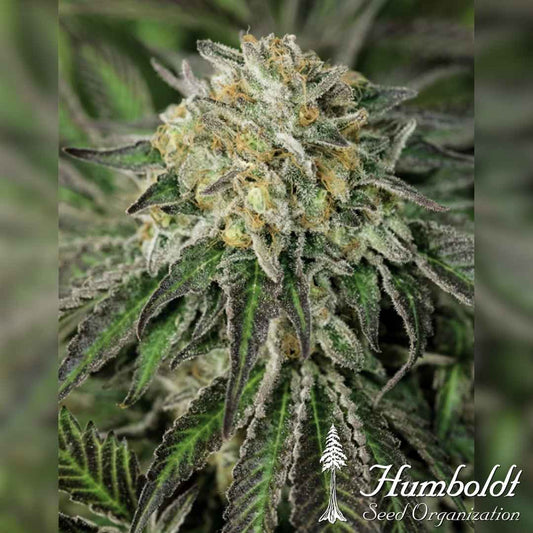 Amherst Sour Diesel Blüte mit dichten Harzschichten und orangefarbenen Blütenhärchen