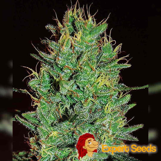 Dichte Amnesia Haze Blüte mit vielen orangefarbenen Härchen und glitzernden Harztrichomen.