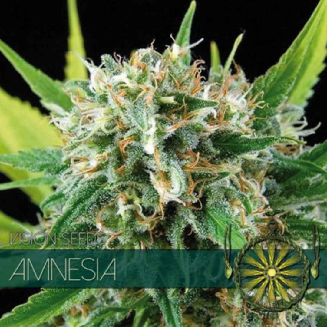 Amnesia von Vision Seeds mit länglichen harzreichen Blüten und hellen Blütenfäden