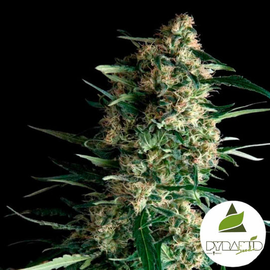 Dicht blühende Amnesia Gold Pflanze mit harzreichen Buds und orangefarbenen Blütenhaaren