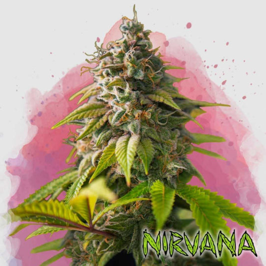 Dichte Amnesia Haze Blüte mit orangefarbenen Härchen und harzüberzogenen grünen Blättern