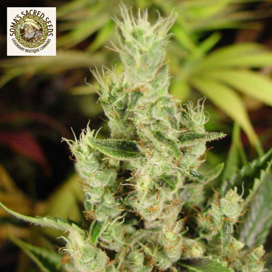 Amnesia Haze Blüte mit harzigen Buds, vielen weißen Blütenfäden und dichtem Wuchs
