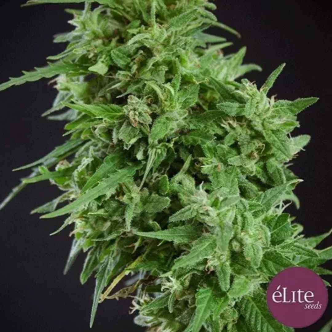 Amnesia Haze Ultra CBD Blüte mit dichten, harzigen Buds und hellgrünen Blättern